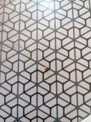 Ixodidae