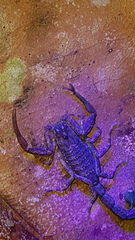 Tityus obscurus