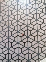 Ixodidae