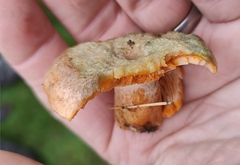 Lactarius deterrimus