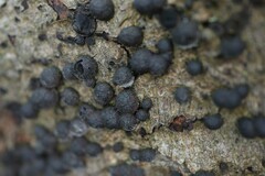 Hypoxylon fragiforme