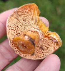 Lactarius deterrimus