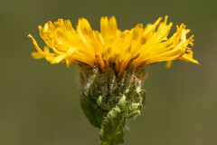 Hypochaeris scorzonerae