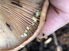 Lactarius xanthogalactus