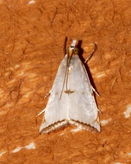 Argyria lacteella image