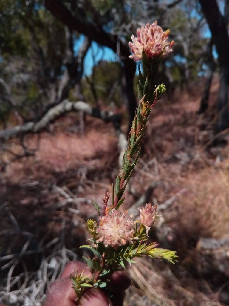 Gnidia gnidioides