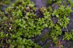 Syntrichia papillosa