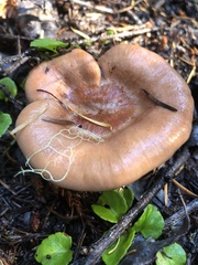 Lactarius xanthogalactus