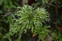 Thamnobryum alopecurum