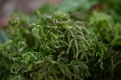 Thamnobryum alopecurum