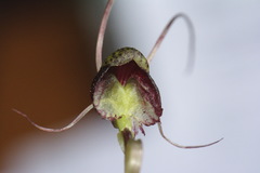 Corybas trilobus