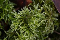 Thamnobryum alopecurum