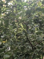 Pithecellobium unguis-cati