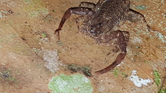 Tityus obscurus