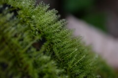 Kindbergia praelonga