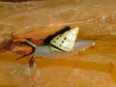 Drymaeus interpunctus