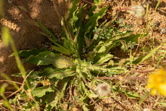 Hypochaeris scorzonerae