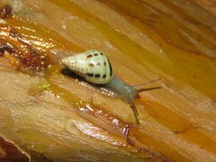 Drymaeus interpunctus