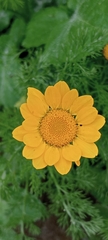 Anacyclus radiatus