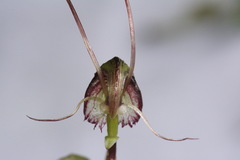 Corybas trilobus