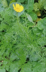 Anacyclus radiatus