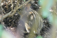 Rhabdomys pumilio