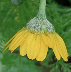 Anacyclus radiatus