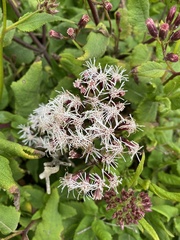 Aristeguietia salvia