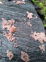 Ascocoryne sarcoides