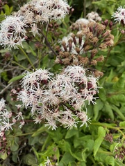 Aristeguietia salvia