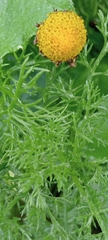 Anacyclus radiatus