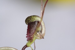 Corybas trilobus