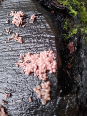 Ascocoryne sarcoides