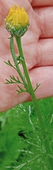 Anacyclus radiatus