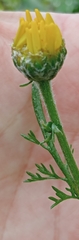 Anacyclus radiatus