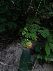 Senna pallida
