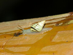 Drymaeus interpunctus