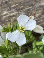 Raphanus raphanistrum