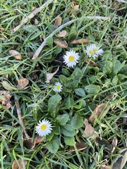 Erigeron karvinskianus