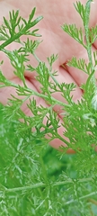 Anacyclus radiatus