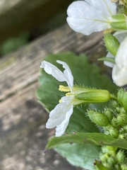 Raphanus raphanistrum