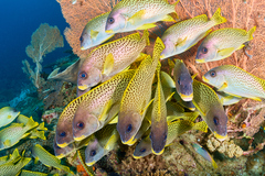 Plectorhinchus gaterinus