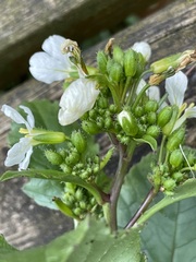 Raphanus raphanistrum