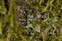 Normandina pulchella