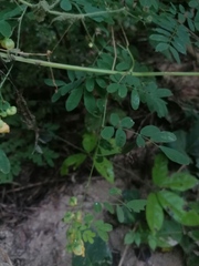 Senna pallida