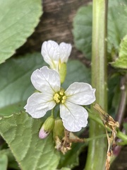 Raphanus raphanistrum