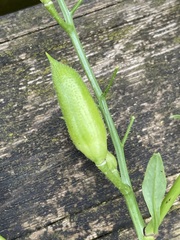 Raphanus raphanistrum