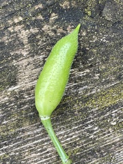 Raphanus raphanistrum