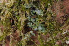 Normandina pulchella