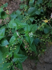 Rivina humilis